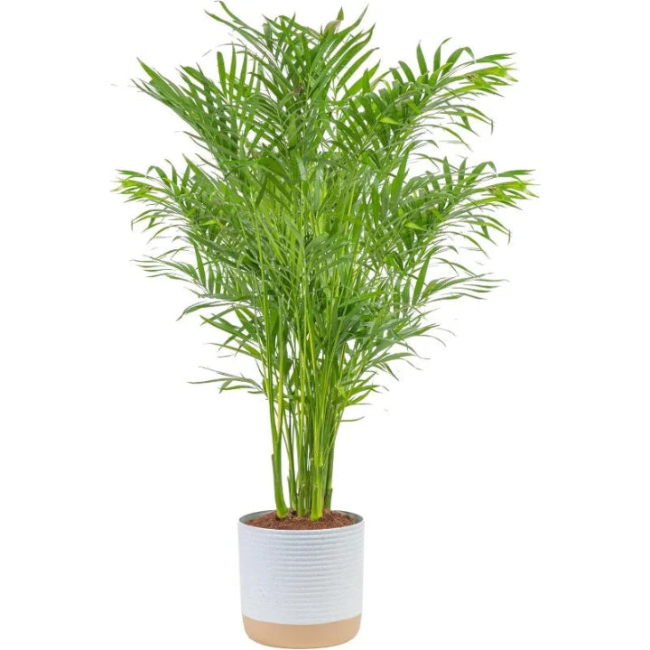 Cat Palm – Lush Indoor Floor Plant