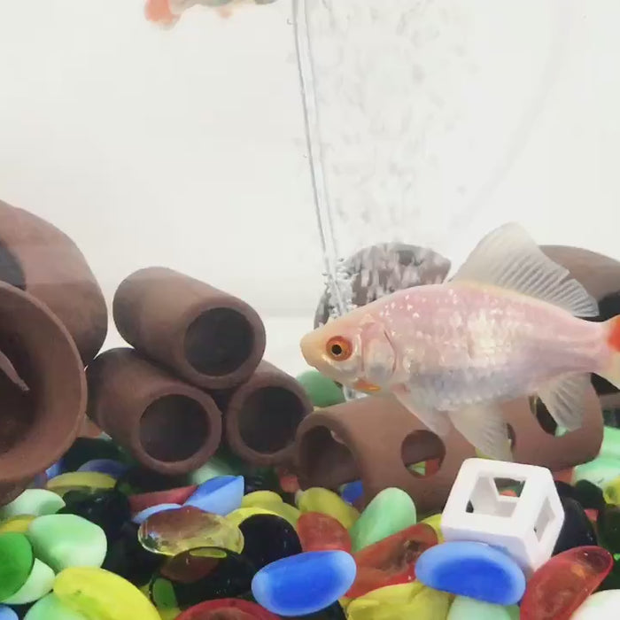 Ceramic Scorpion Shelter for Tank