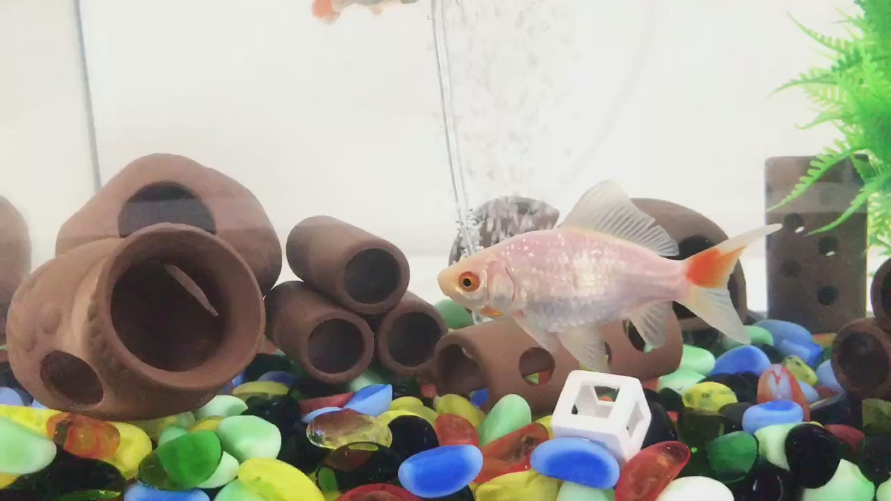 Ceramic Scorpion Shelter for Tank